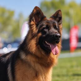 Hadassah - German Shepherd
