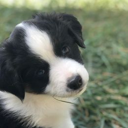 Miniature Australian Shepherd Puppies from Warren’s Colorado Mini Aussies