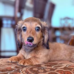 Betty Rubble - Chocolate and tan female Dachshund puppy in Commerce, Texas from Devoted Doxies Cream Dachshund