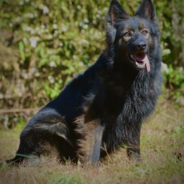 Millie - German Shepherd