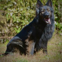 Millie - German Shepherd