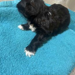 Girl 6 - Black and white female Shih Tzu puppy in Godley, Texas from Godleys finest