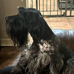 River - Miniature Schnauzer
