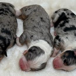 Boy 1 - Tri-color male Bernedoodle puppy in Montverde, Florida from Central Florida Bernedoodles