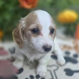 Maple - Piebald female Dachshund puppy in Grant, Michigan from Low Down Dashchuand
