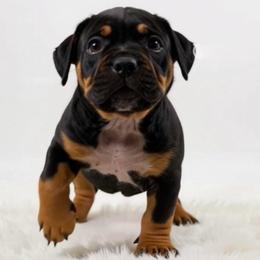 Daisy - Black tri-color female American Bully puppy in Conroe, Texas from Titanium Kilo Kennels Texas
