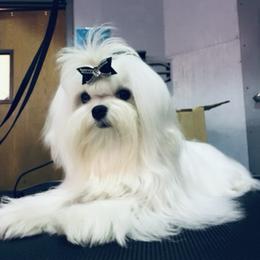 Tsarevna - Maltese