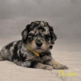 Dustin Henderson - Blue merle male Bernedoodle puppy in Bennett, Colorado from Darling Paws, LLC