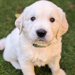 Golden Retriever Puppies from Mountain Sky Goldens