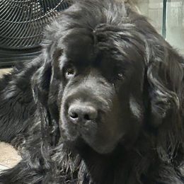 Diva - Black female Newfoundland puppy in Marysville, Washington from Black Lions Newfoundlands