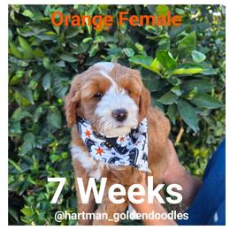 Orange - Apricot female Goldendoodle puppy in Upland, California from Hartman Goldendoodles