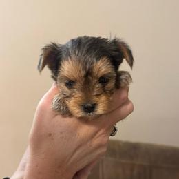 Runt 2 - Blue and gold male Yorkshire Terrier puppy in Milton, Florida from Sassenach Yorkie Kennels
