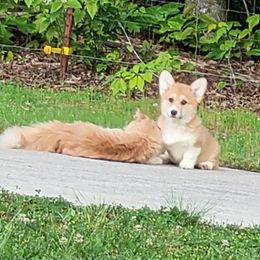 Girl 1 - female Pembroke Welsh Corgi puppy in Sparta, Tennessee from Poso Creek Corgis