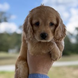 Girl 3 - Red female Cockapoo puppy in Chatom, Alabama from Troy  & Robin Bailey