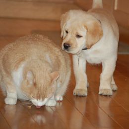 Labrador Retriever Puppies from Cecilie Drege