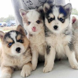 Pomsky Puppies from Happy Hills Kennels