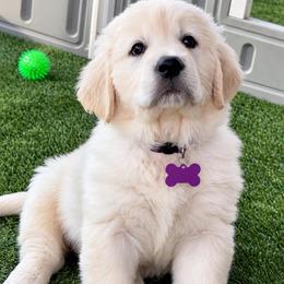 Dutches - Light golden female Golden Retriever puppy in Fresno, California from Warwick’s Central California Goldens