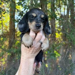 Annie - Dapple female Dachshund puppy in Delta, Colorado from Weinderful Dachshunds