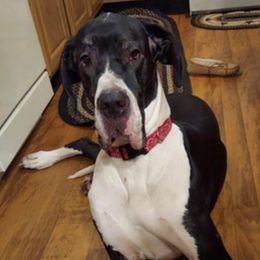 Great Danes from Good Town Kennels