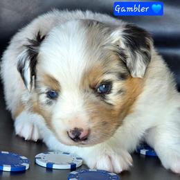 Gambler - Blue merle male Miniature Australian Shepherd puppy in Powell Butte, Oregon from Willow Lane Ranch