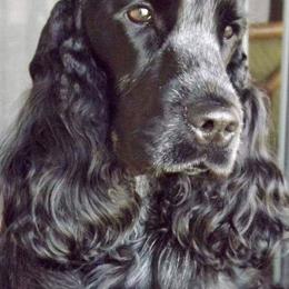 English Cocker Spaniel All Grown Up from Parvane