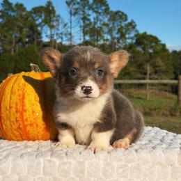 Bruno - Blue male Pembroke Welsh Corgi puppy in Inverness, Florida from Canaan Farm Corgis