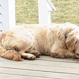 Golden Retrievers and Labrador Retrievers from Robertson's Retrievers & Doodles