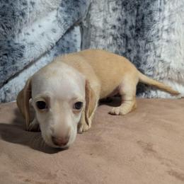 5 - Summer Day - Red female Dachshund puppy in Central Point, Oregon from MRS Long Dog Ranch
