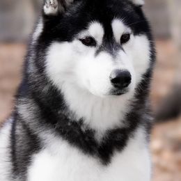 Siberian Huskies from Winters Run Siberians