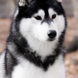Siberian Huskies from Winters Run Siberians
