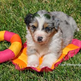 Australian Shepherd Puppies from Dovehawk Australian Shepherds