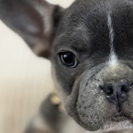 French Bulldogs from Aztec Lace Frenchies