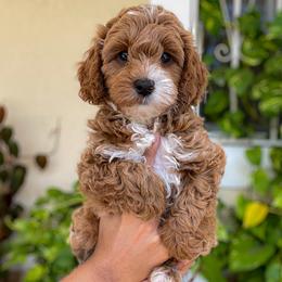 Cavapoo Puppies from Bailey & Bella Cavapoos