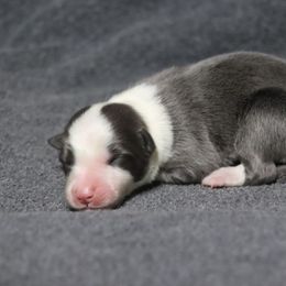 Delta - Blue female Border Collie puppy in Richmond, Maine from Lil Maine Border Collies