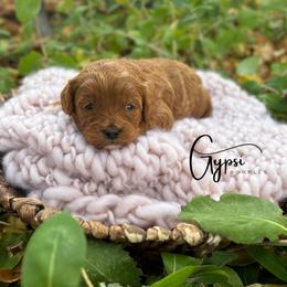 Bernedoodle, Cavapoo, Goldendoodle, and Poodle Puppies from Gypsi Doodles & Poodles