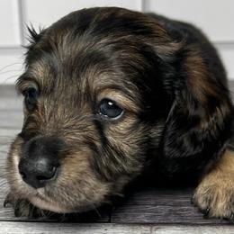 Onyx - Black and tan male Dachshund puppy in Miami, Florida from Maitime Dachshund