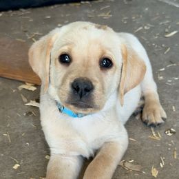 6th Pick Male - Yellow male Labrador Retriever puppy in Fresno, California from Whiskey River Labradors