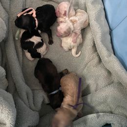 Boxer and Havanese Puppies from Lady Paws