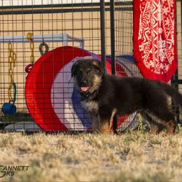 German Shepherd Puppies from vom Gannett