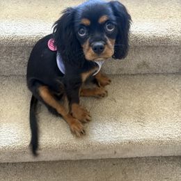 Cavalier King Charles Spaniel Puppies from Reynolds Farms Cavaliers