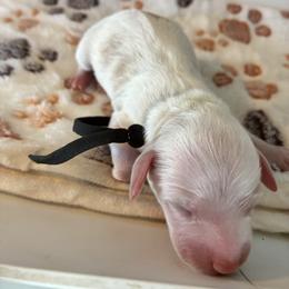 Stormy - Red and white female Cockapoo puppy in Adrian, Oregon from ApplebyFarm