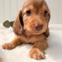 Chocolate Tan  Male2 - Chocolate and tan male Dachshund puppy in Nampa, Idaho from Long_and_Low_Dachshunds