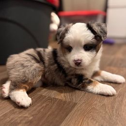 Spumoni - Girl 1 - Blue merle female Miniature Australian Shepherd puppy in Massapequa, New York from All That Auss Mini Aussies