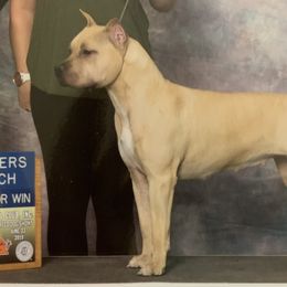 Mina - American Staffordshire Terrier
