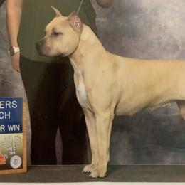 Mina - American Staffordshire Terrier