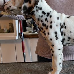 Dalmatians and Miniature American Shepherds from Novus Kennels