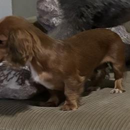 Sheila - Dachshund