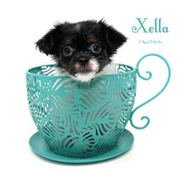 Xella - Black female Mi-Ki puppy in Elizabeth, Colorado from Royal T Mi-Kis