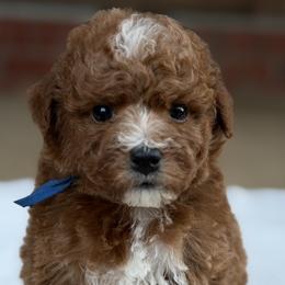 Blue - Red  male Poodle puppy in West Hamlin, West Virginia from My Vision Poodles