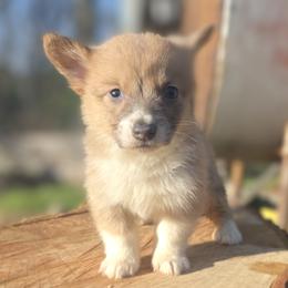 Female 2 - Blue female Pembroke Welsh Corgi puppy in Unicoi, Tennessee from East Tennessee Clark Corgis